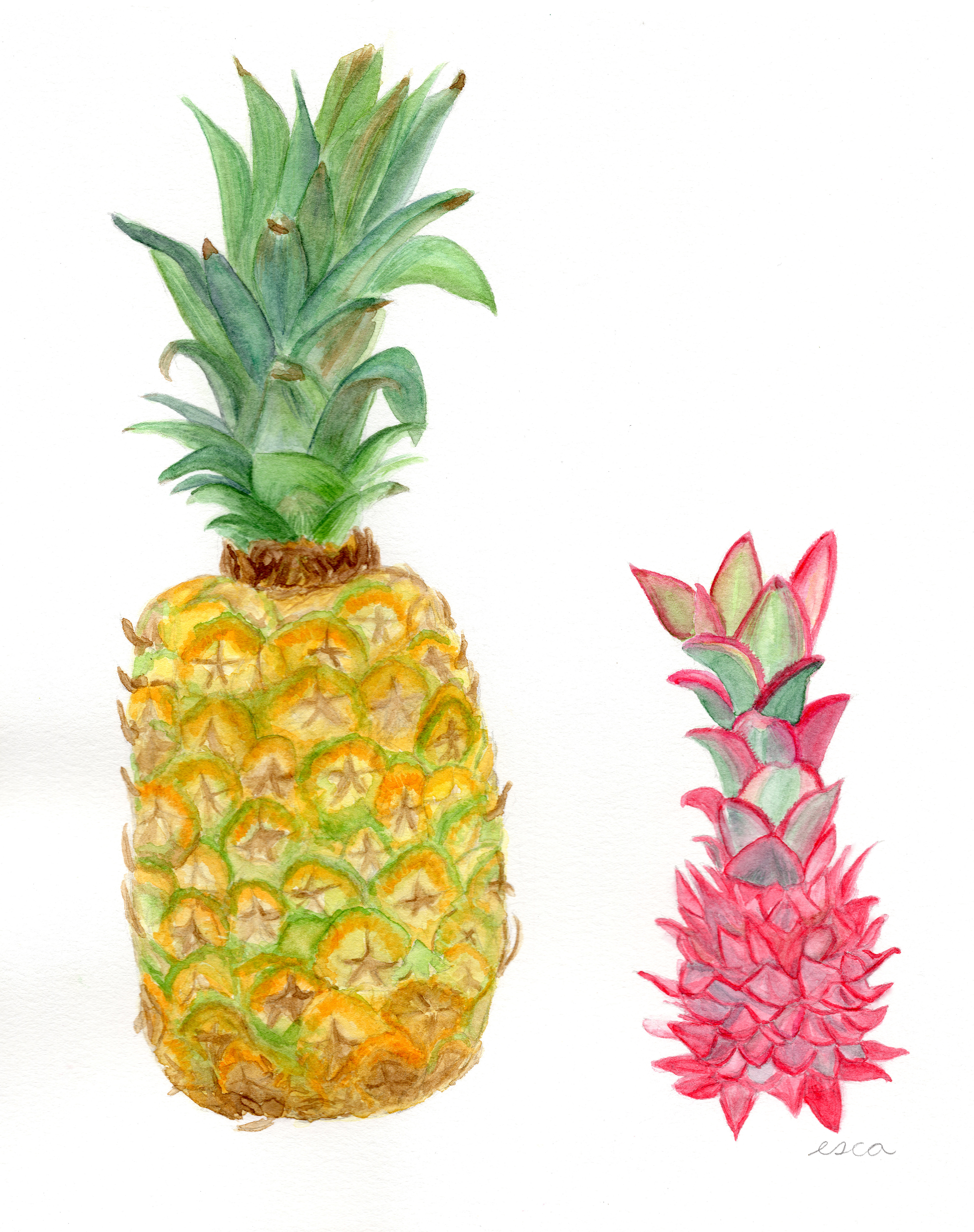 Pineapples