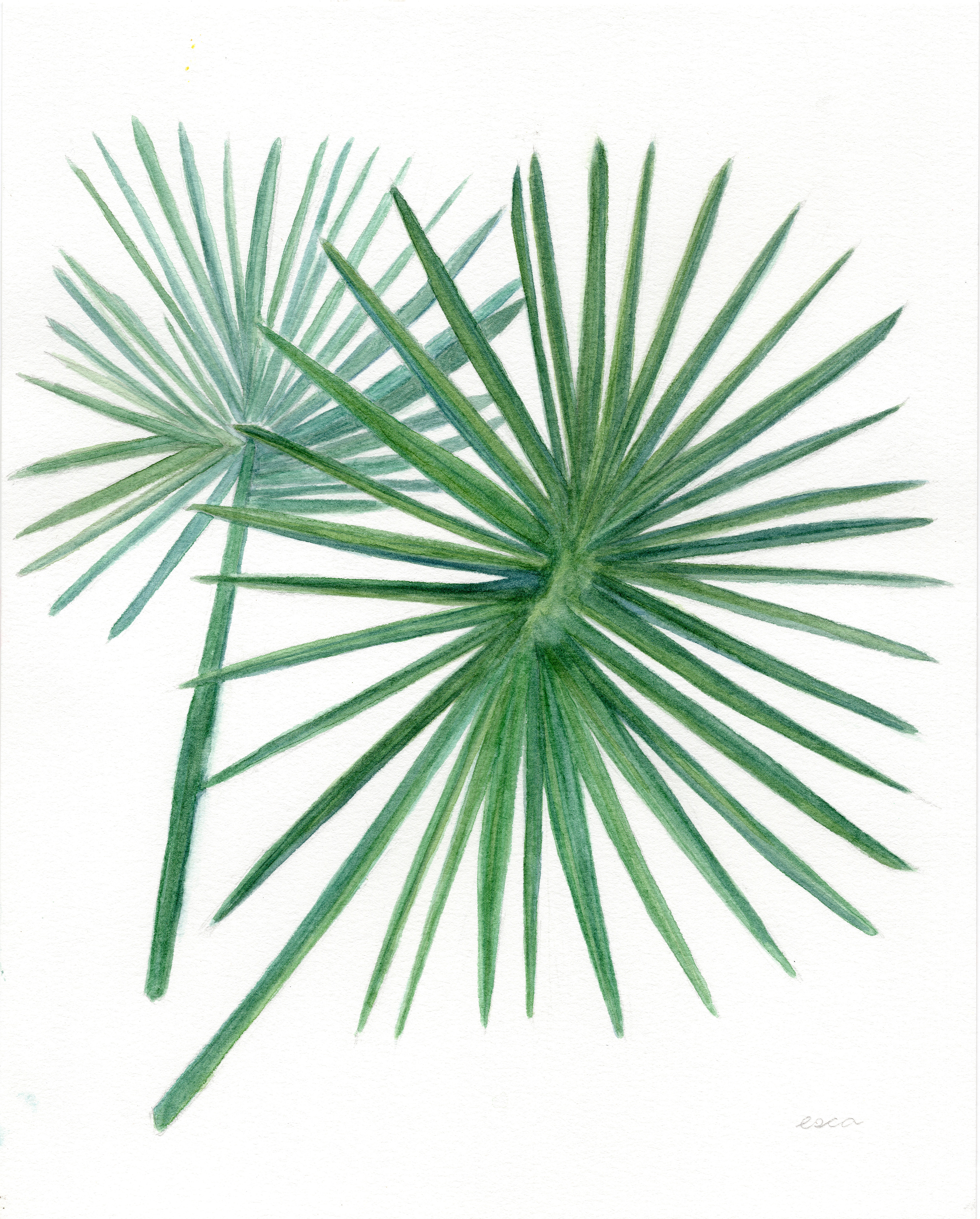 Bismarck Palm
