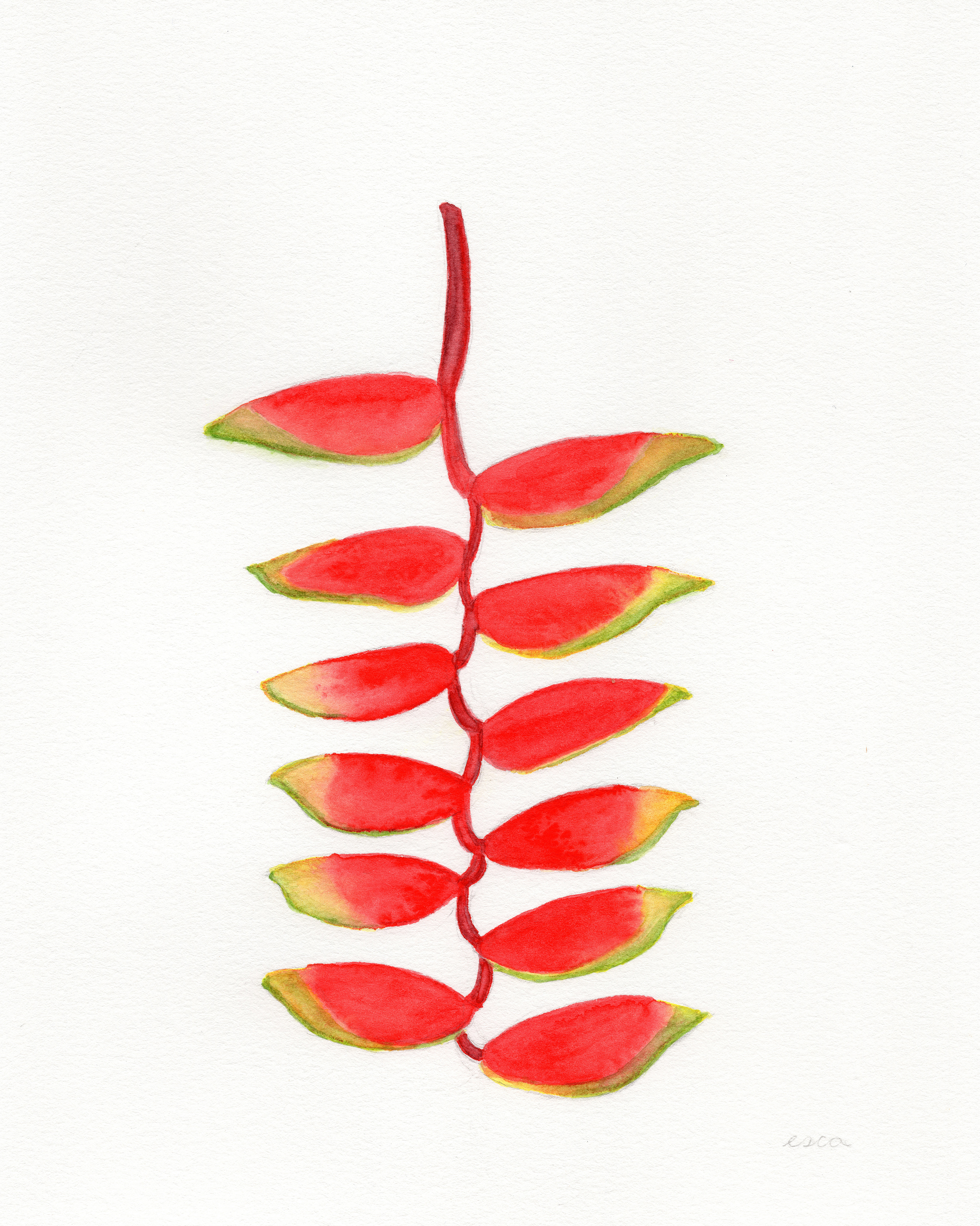 Heliconia Rostrata