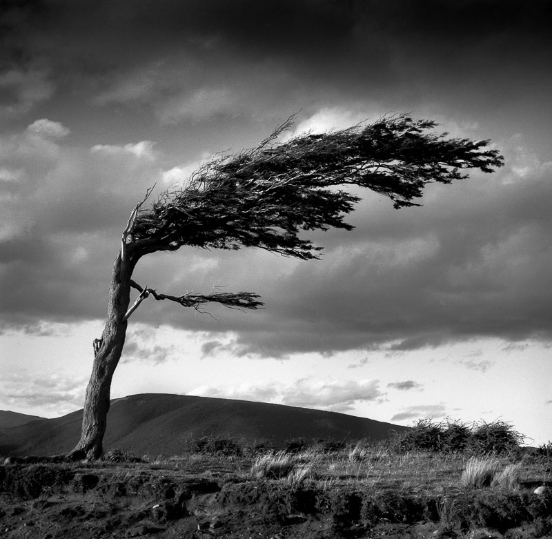 Arbol Bandera (Coihue de Magallanes), Ushuaia, Argentina (Gelatina de plata tonificada al selenio)