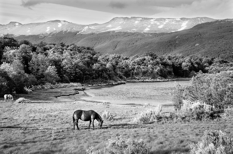 Caballos, Bahía Lapataia, Ushuaia