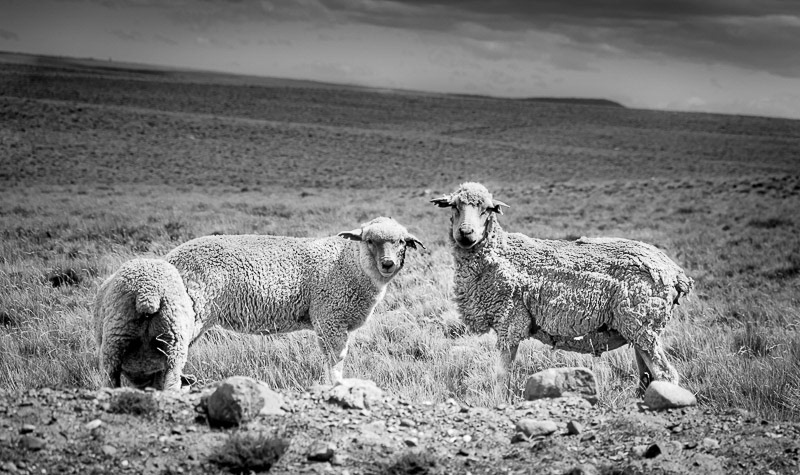 Ovejas, Ruta 1, Santa Cruz