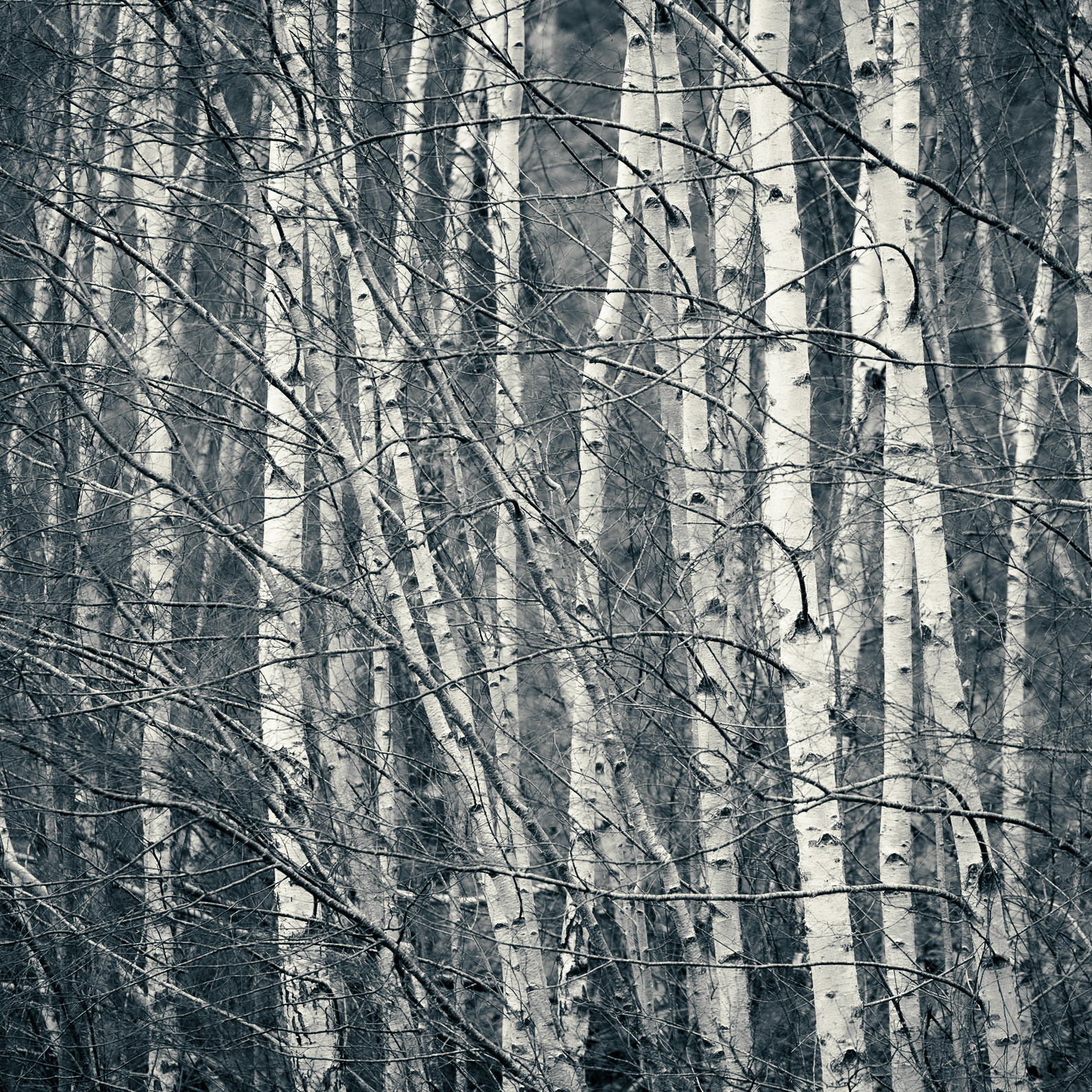 Loch Insh Birches