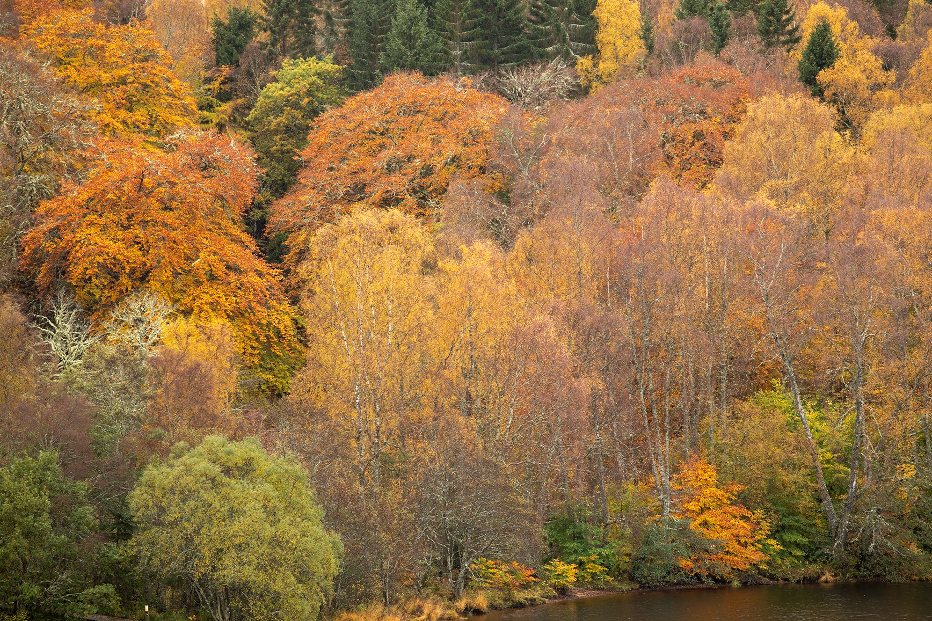 Autumn Gold