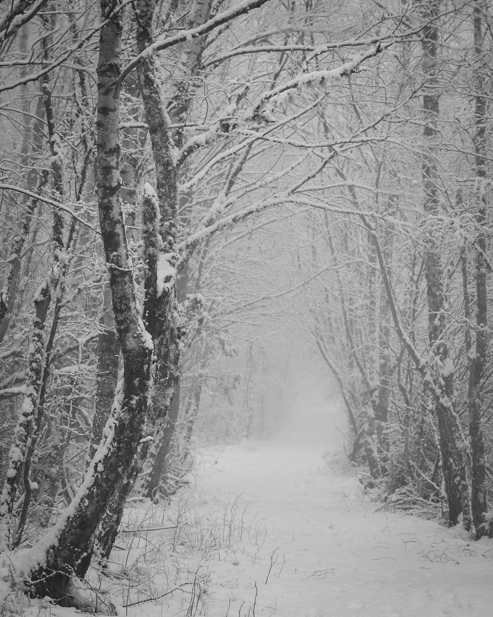 Into the blizzard