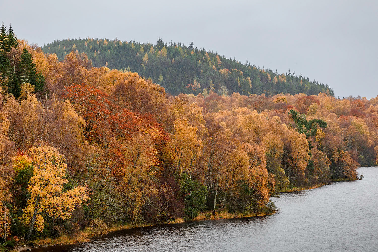 Autumn trees at Loch Insh