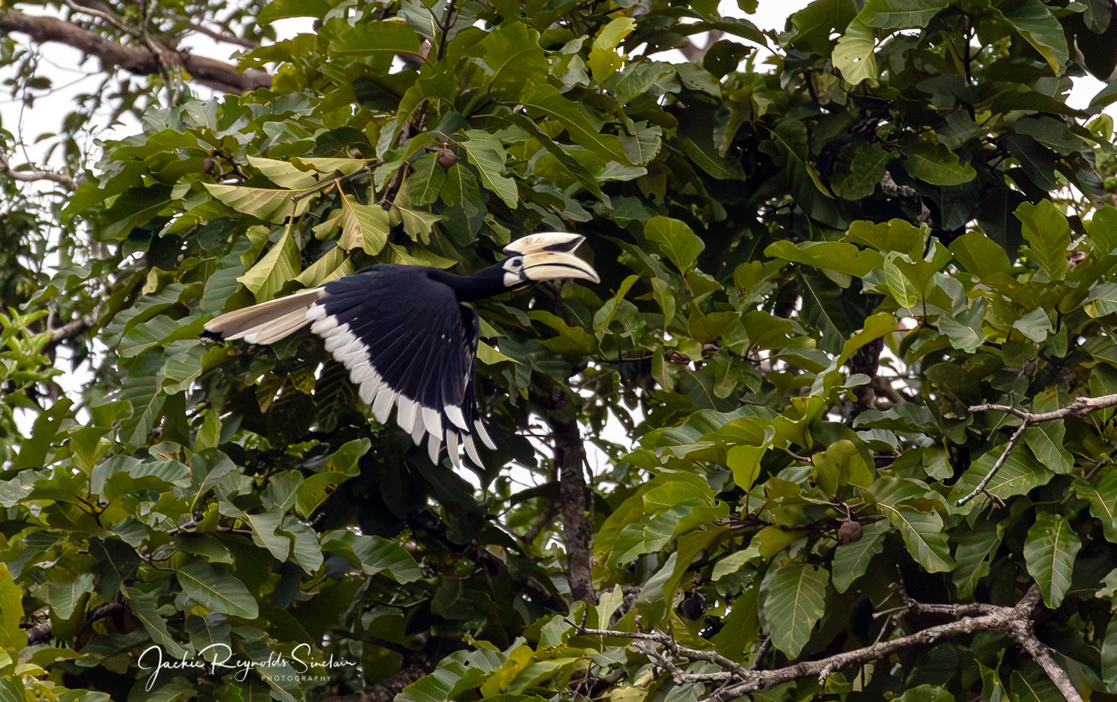 Oriental Pied-Hornbill