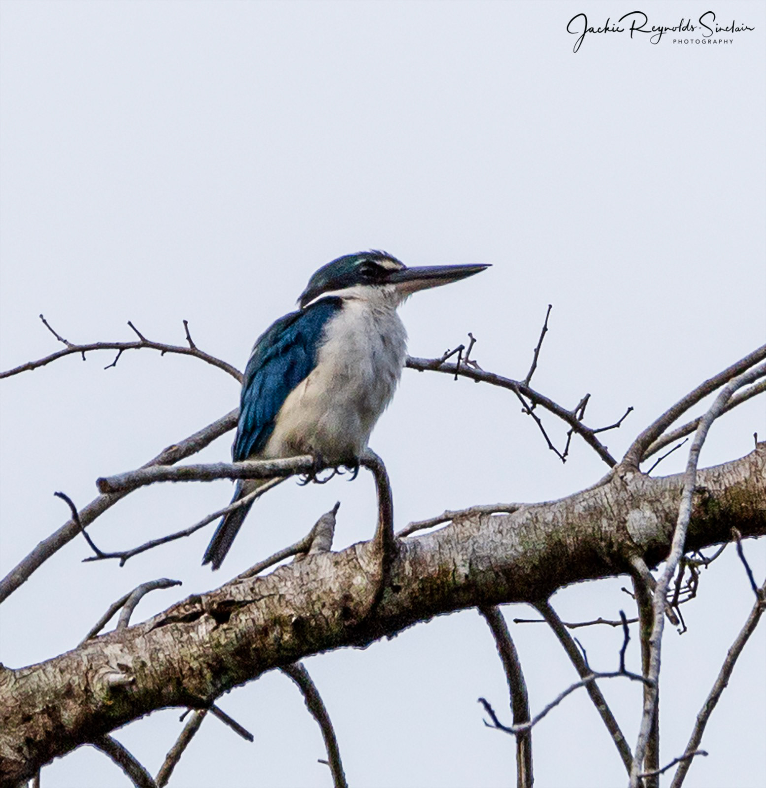 Collared Kingfisher