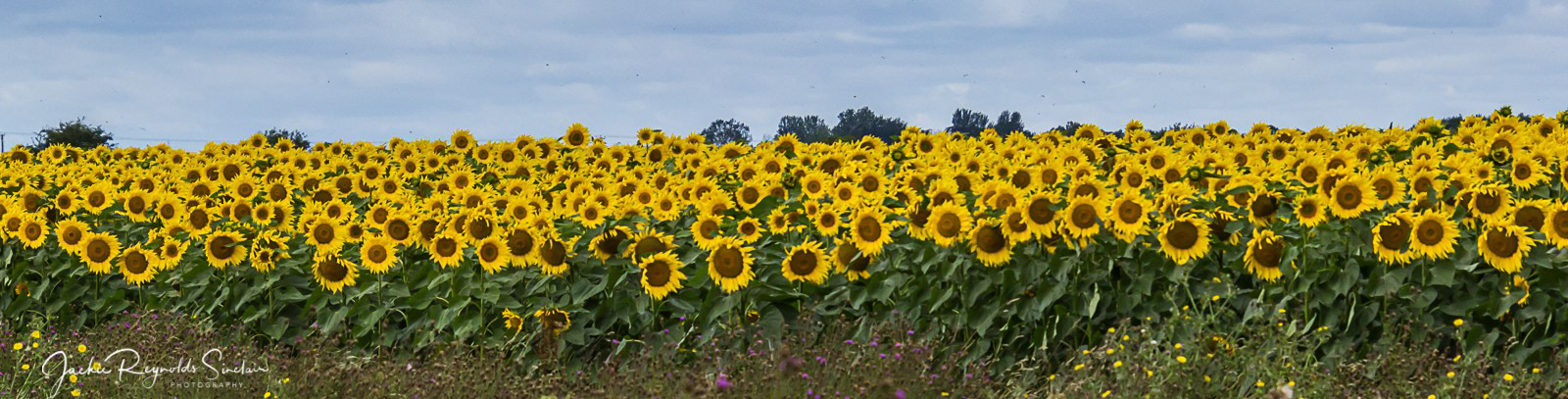 Sunflowers, UK