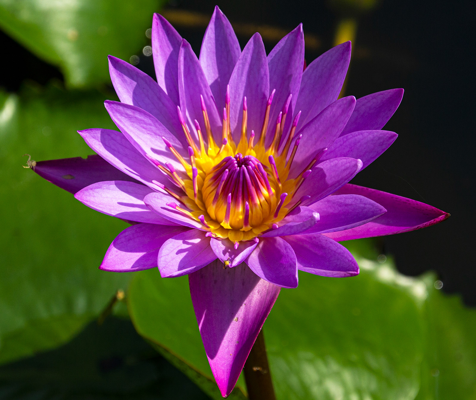 Lotus Flower