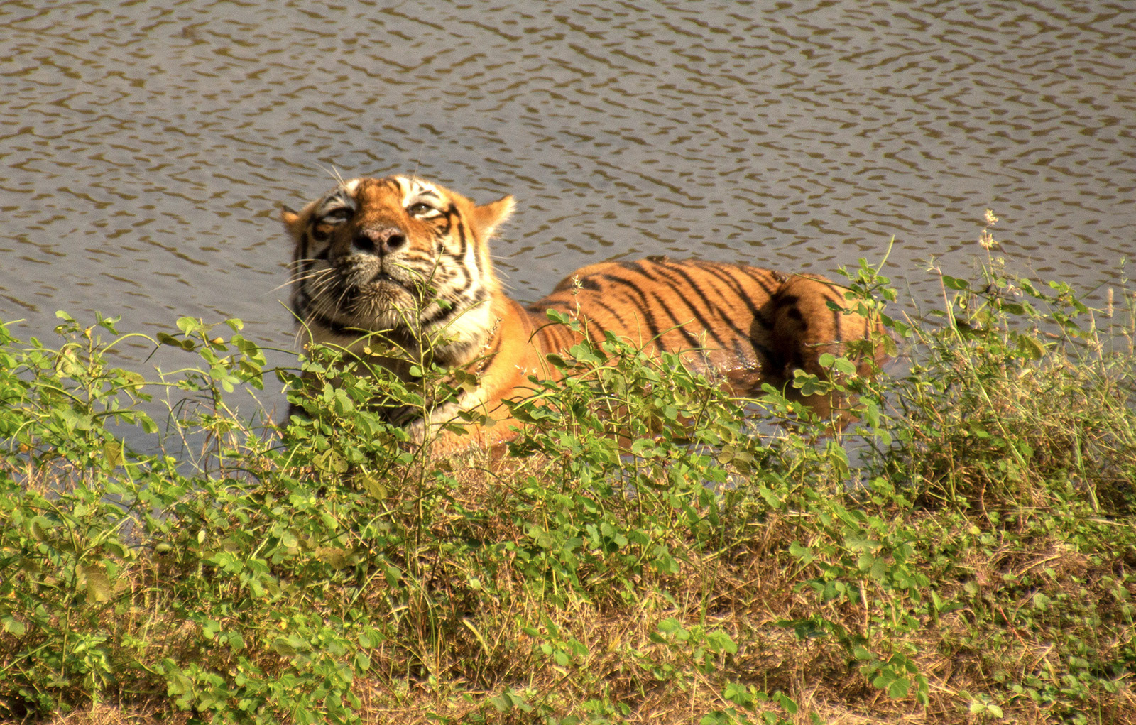 Tiger, Ranthambore National Park