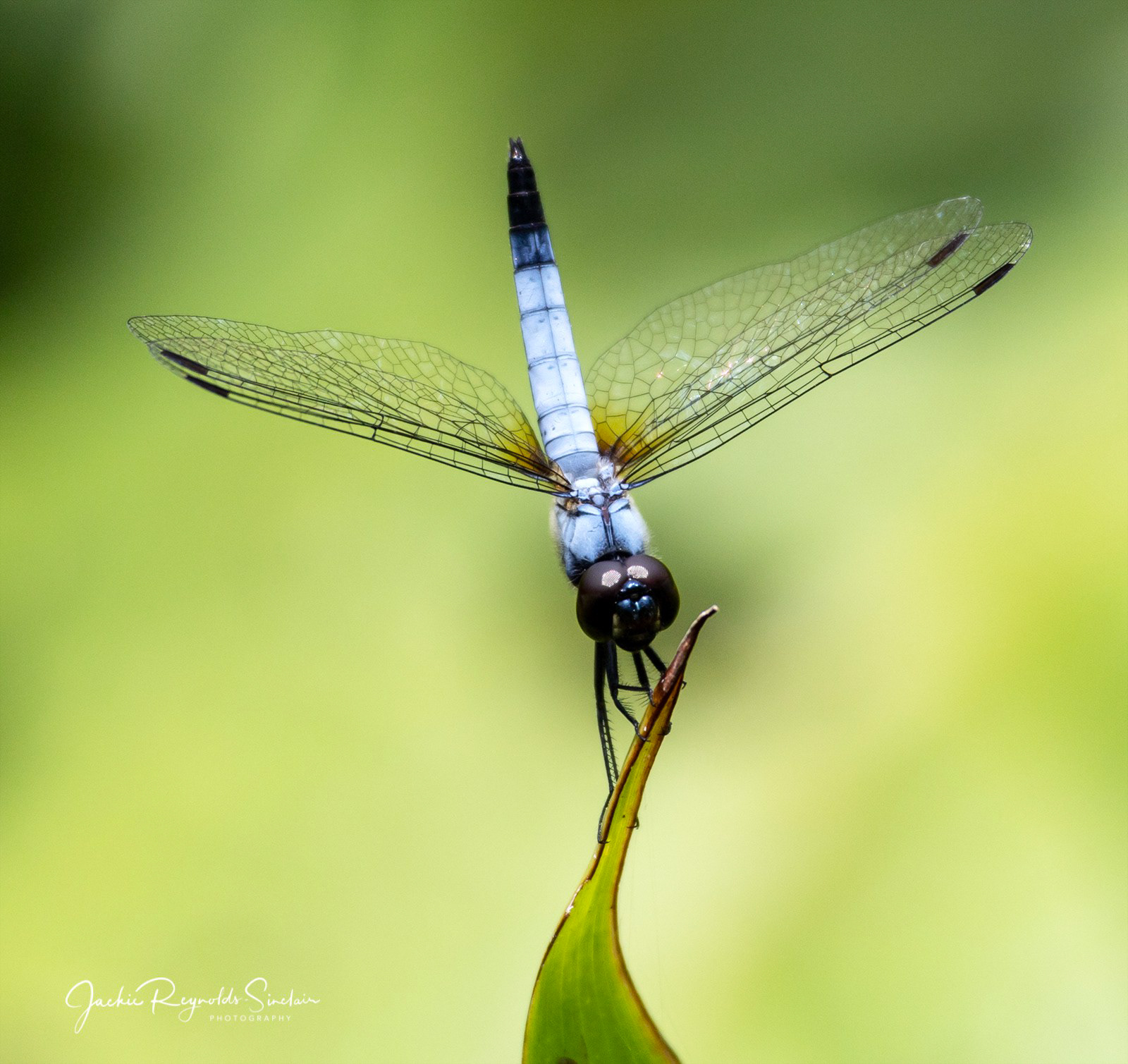 Pond adjutant, male Aethriamanta gracilis