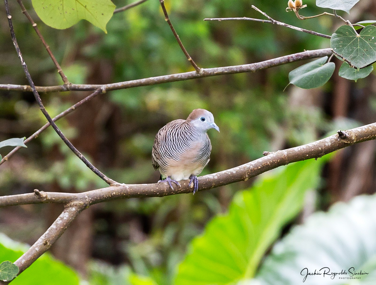 Zebra Dove