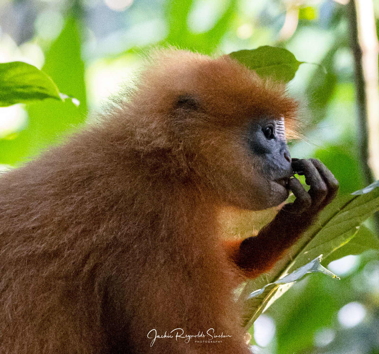 Red Leaf Monkey