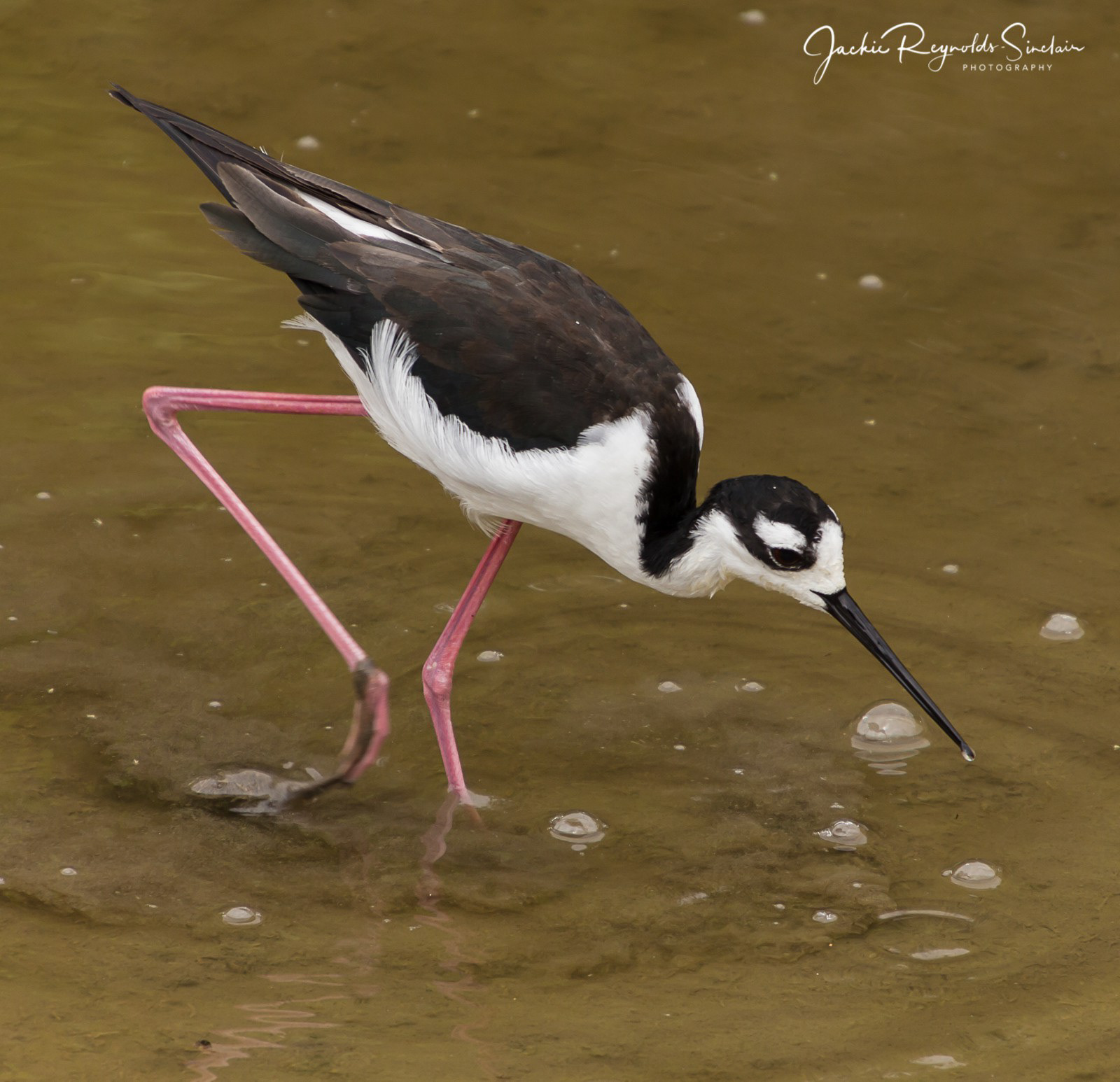 Galapagos Black Necked Stilt