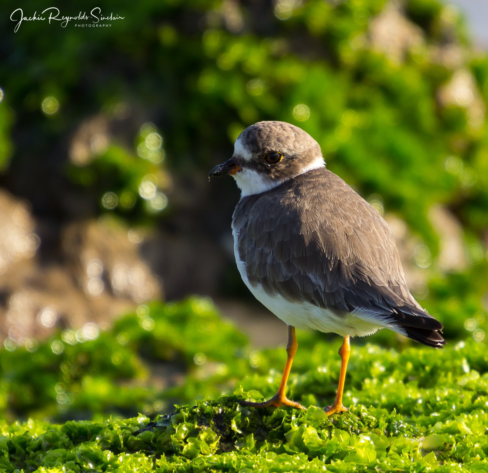Galapagos Semi Palmated Plover