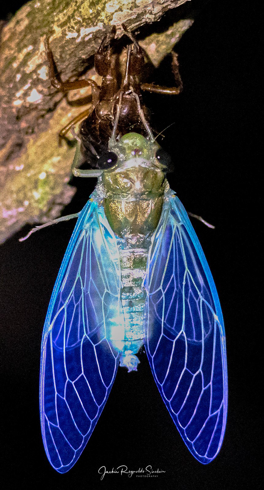 Cicada
