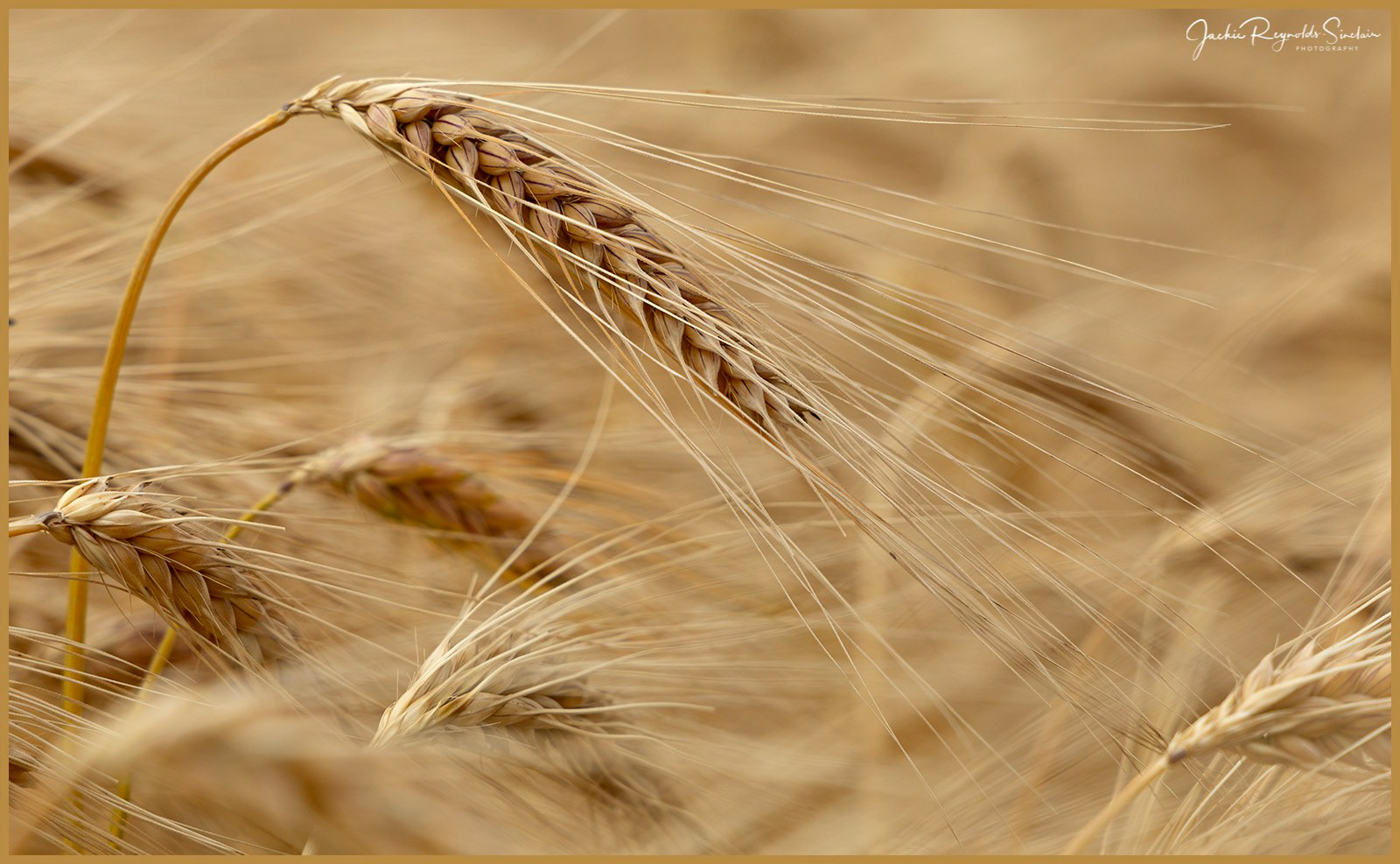 Barley