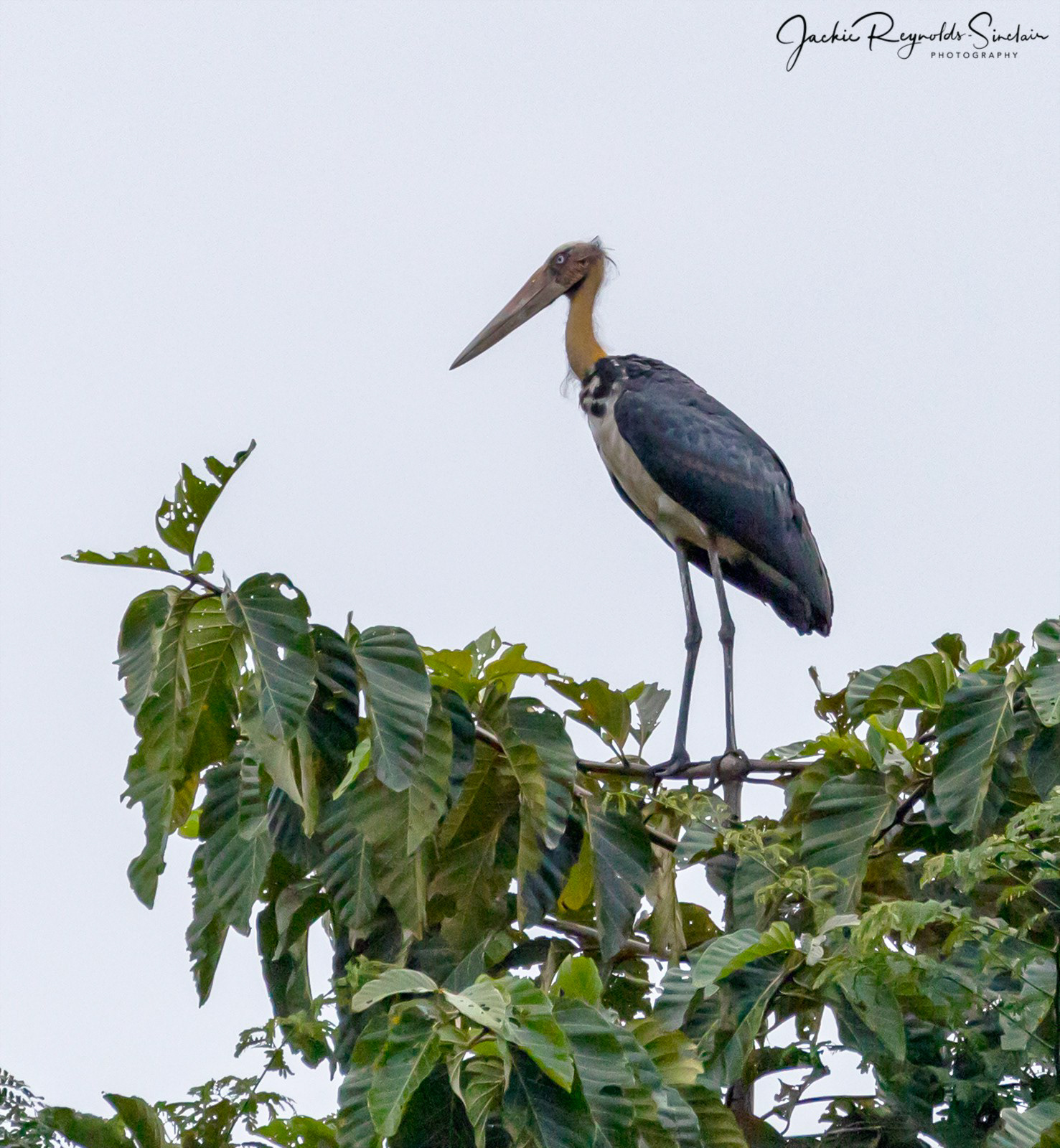 Lesser Adjutant Stock