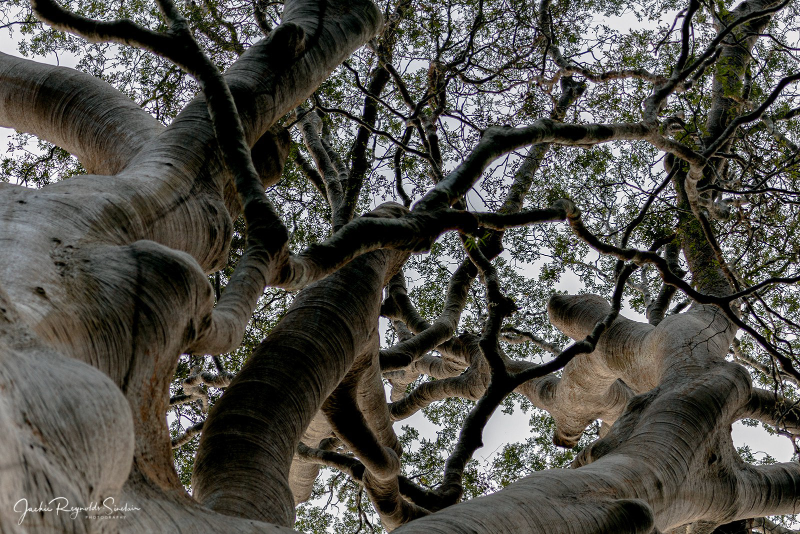 Menara is the name of a yellow Meranti (Shorea faguetiana) tree found in the Danum Valley, Borneo