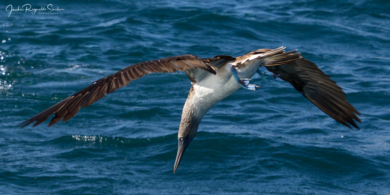 Blue-footed Booby