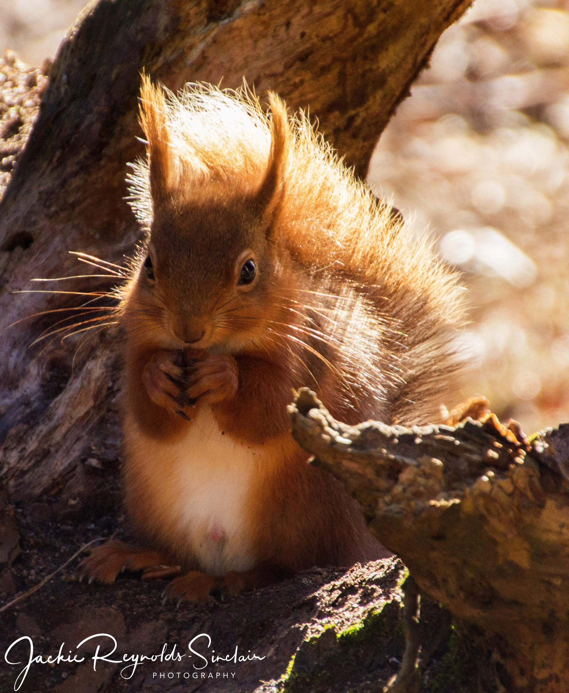 Red Squirrel, UK
