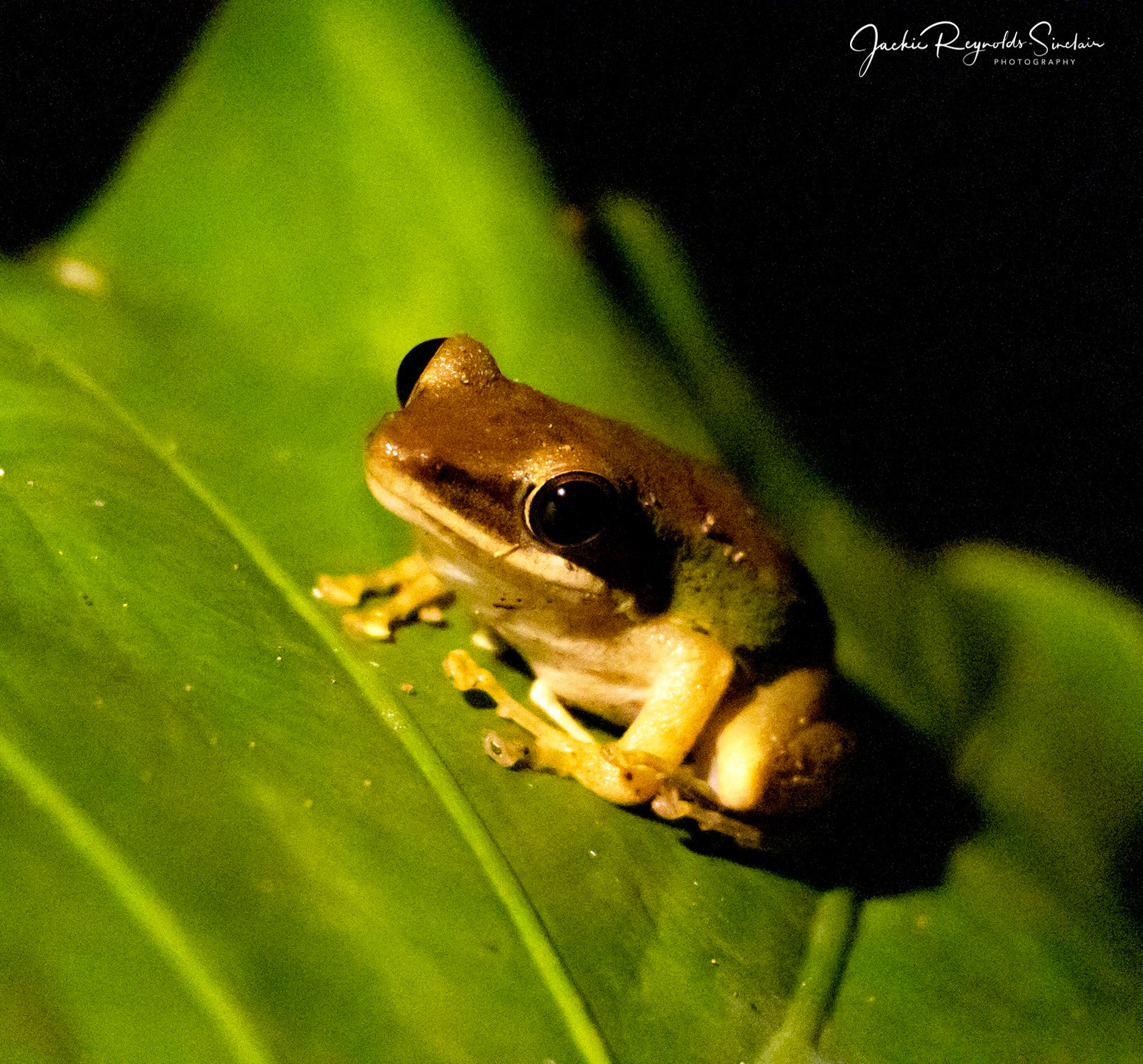 Tree Frog