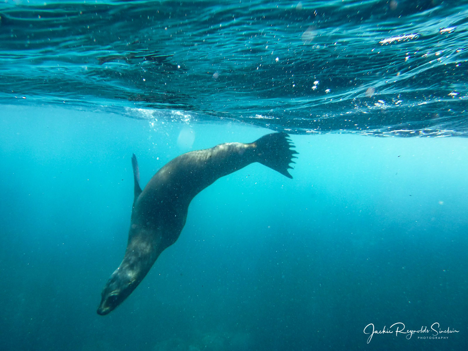 Galapagos Sea Lion