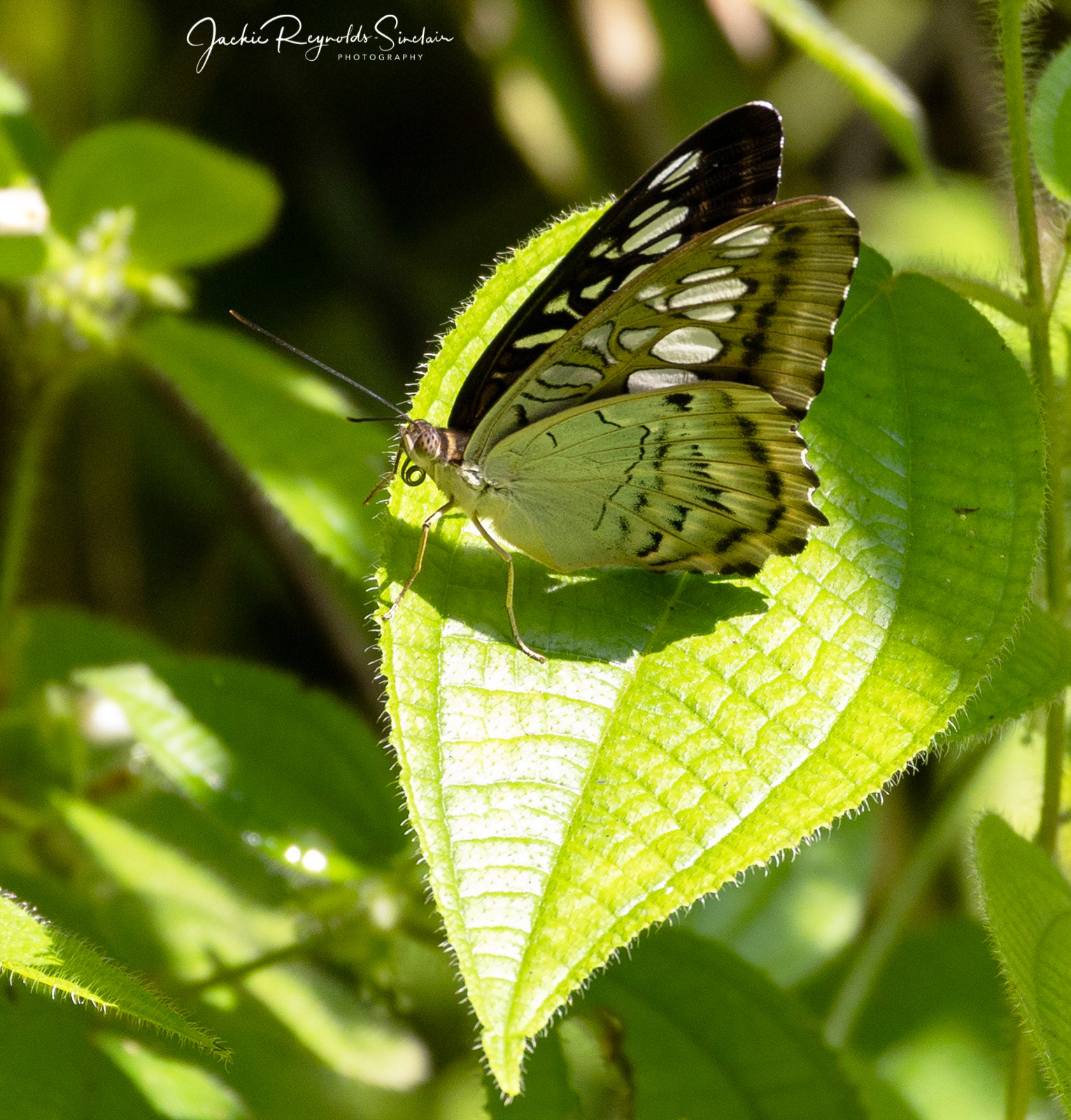 Parthenos Sylvia