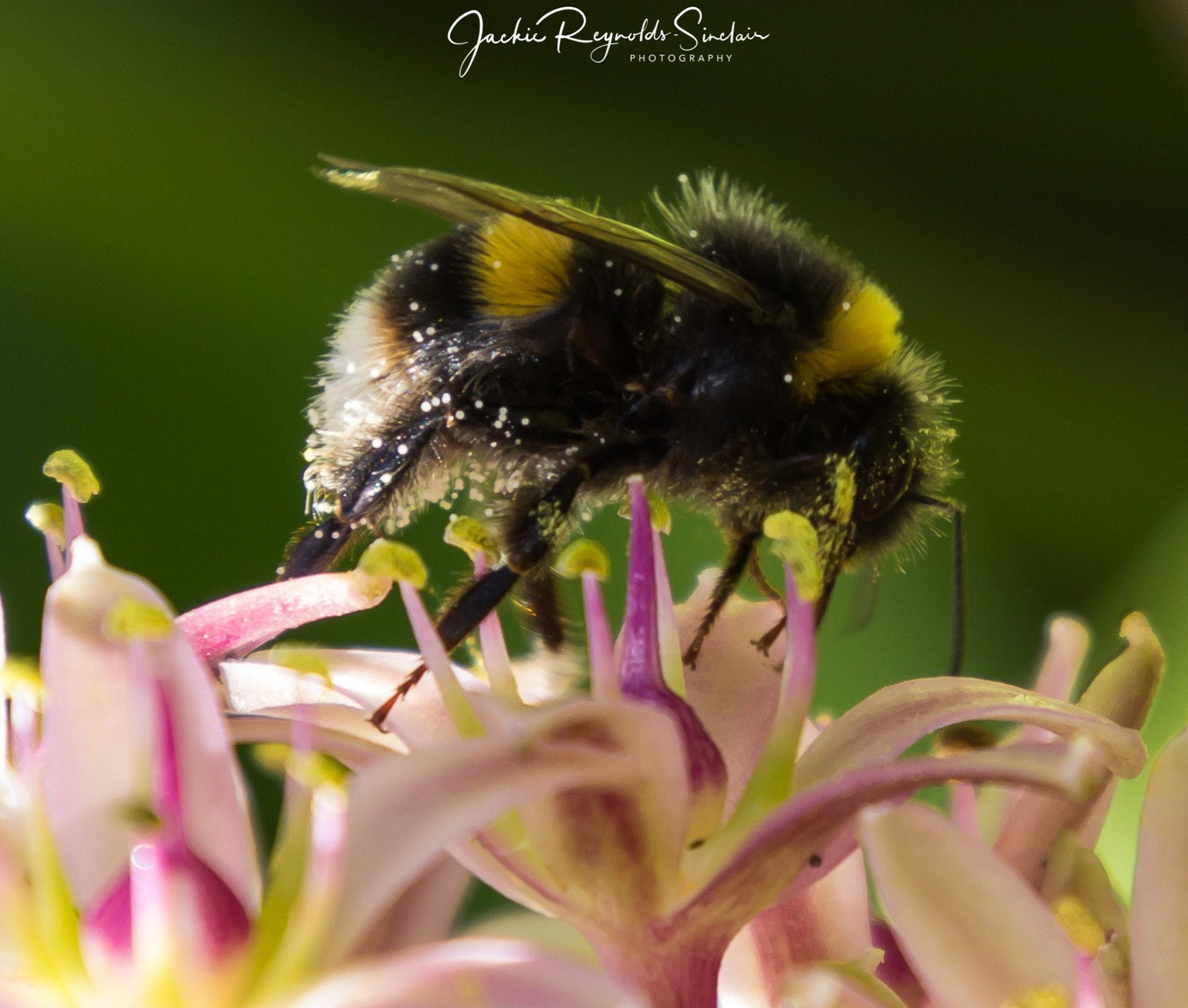 Bumblebee, UK