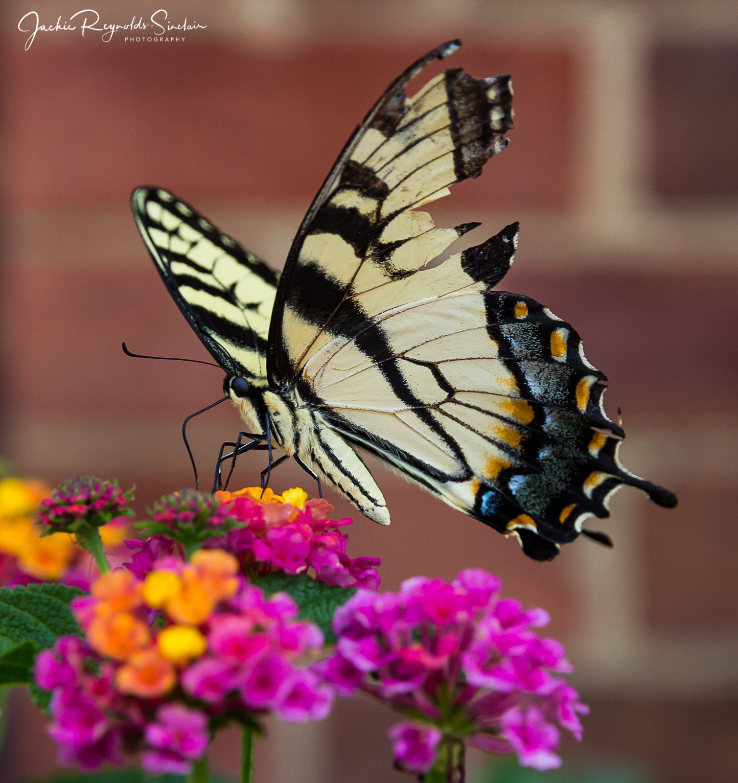 Tiger Swallowtail Butterfly, Virginia, USA