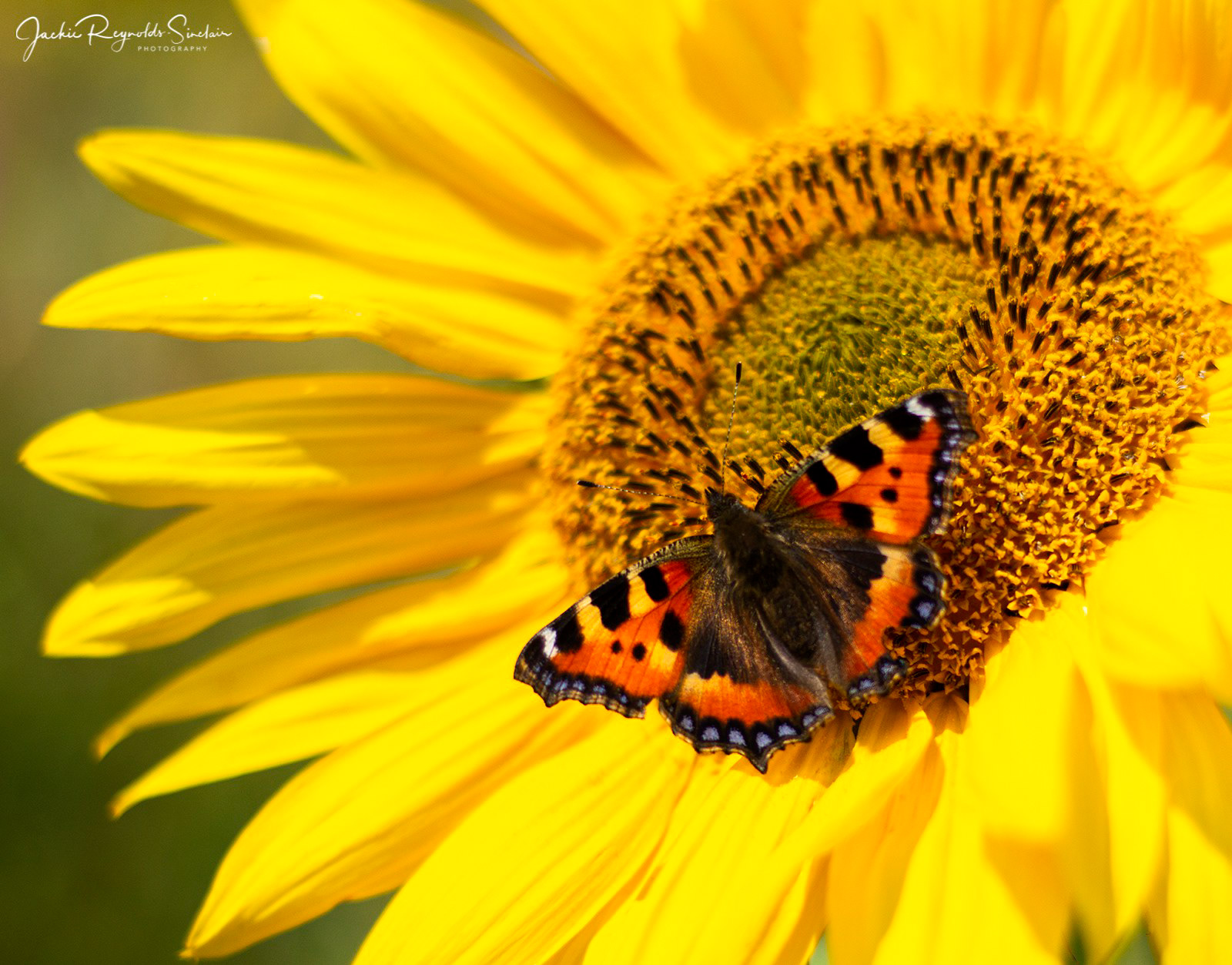 Small Tortoiseshell on a Sunflower