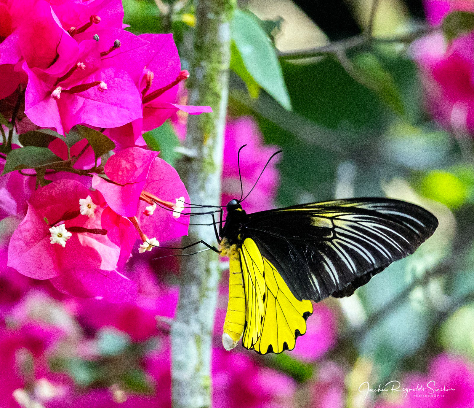 Kinabalu Birdwing Butterfly (Troides andromache andromache)