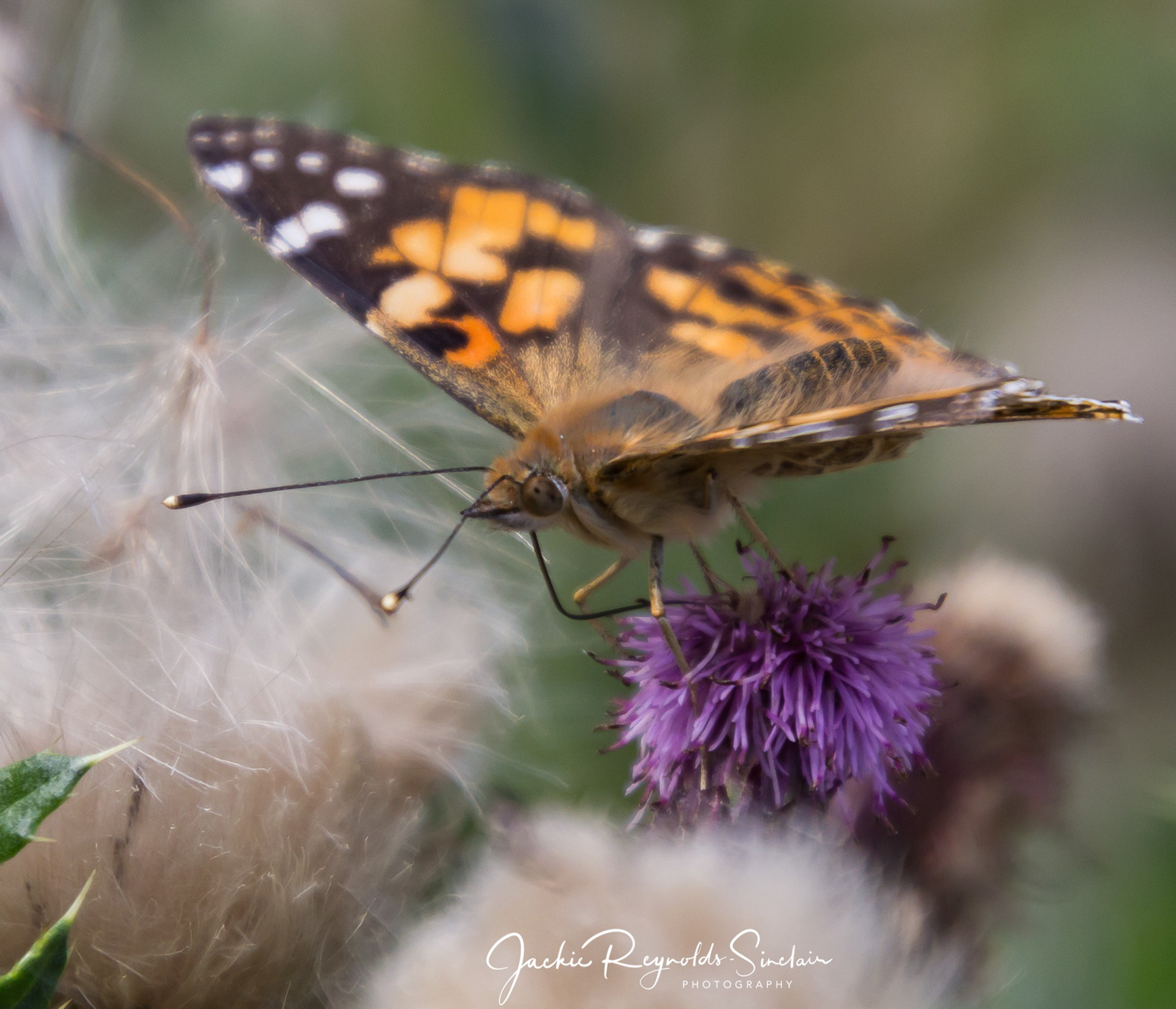 Small Tortoiseshell Butterfly, UK
