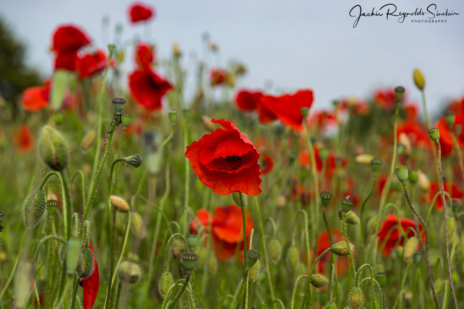 Poppies, UK