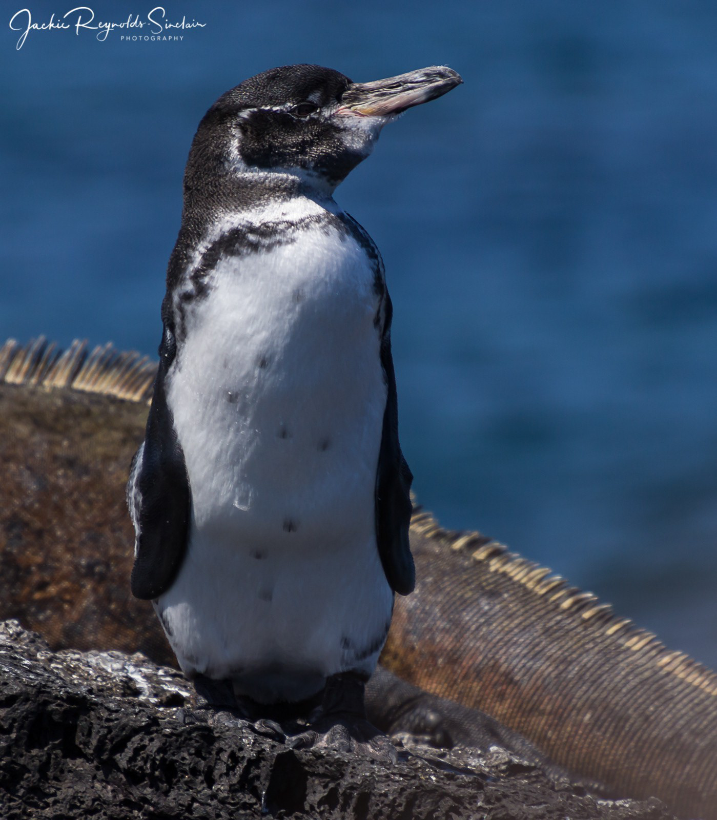Galapagos Penguin