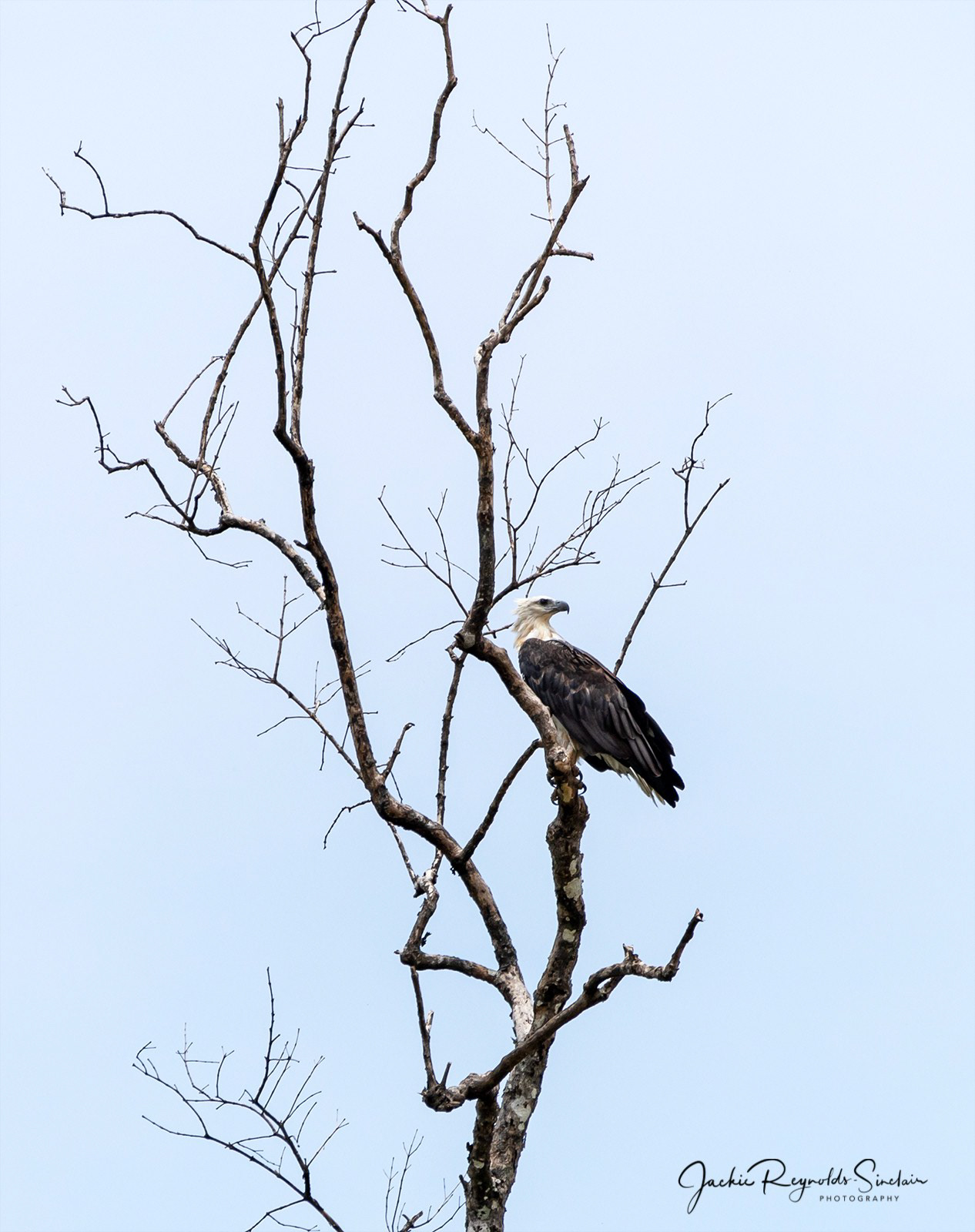 White-bellied Sea Eagle