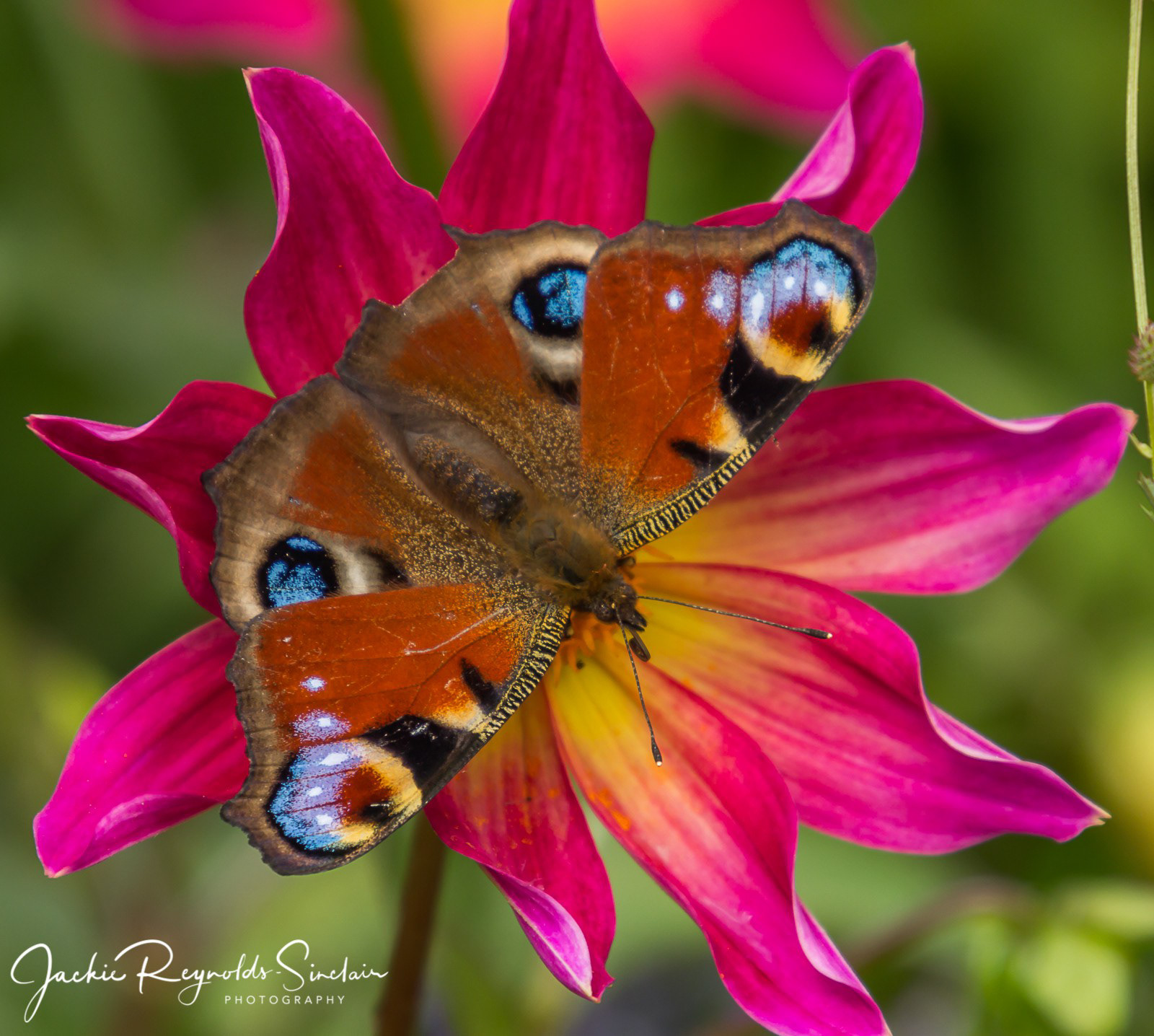Peacock Butterfly, UK