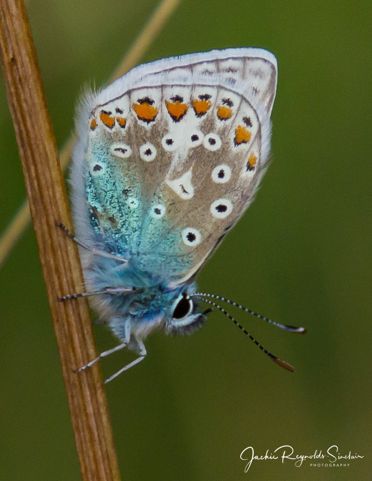 Common Blue Butterfly, UKncolnshire, UK