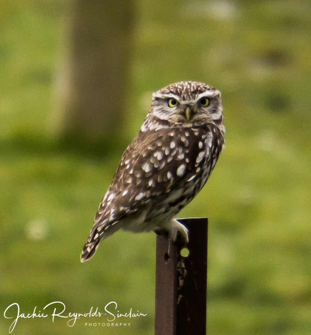 Little Owl, UK