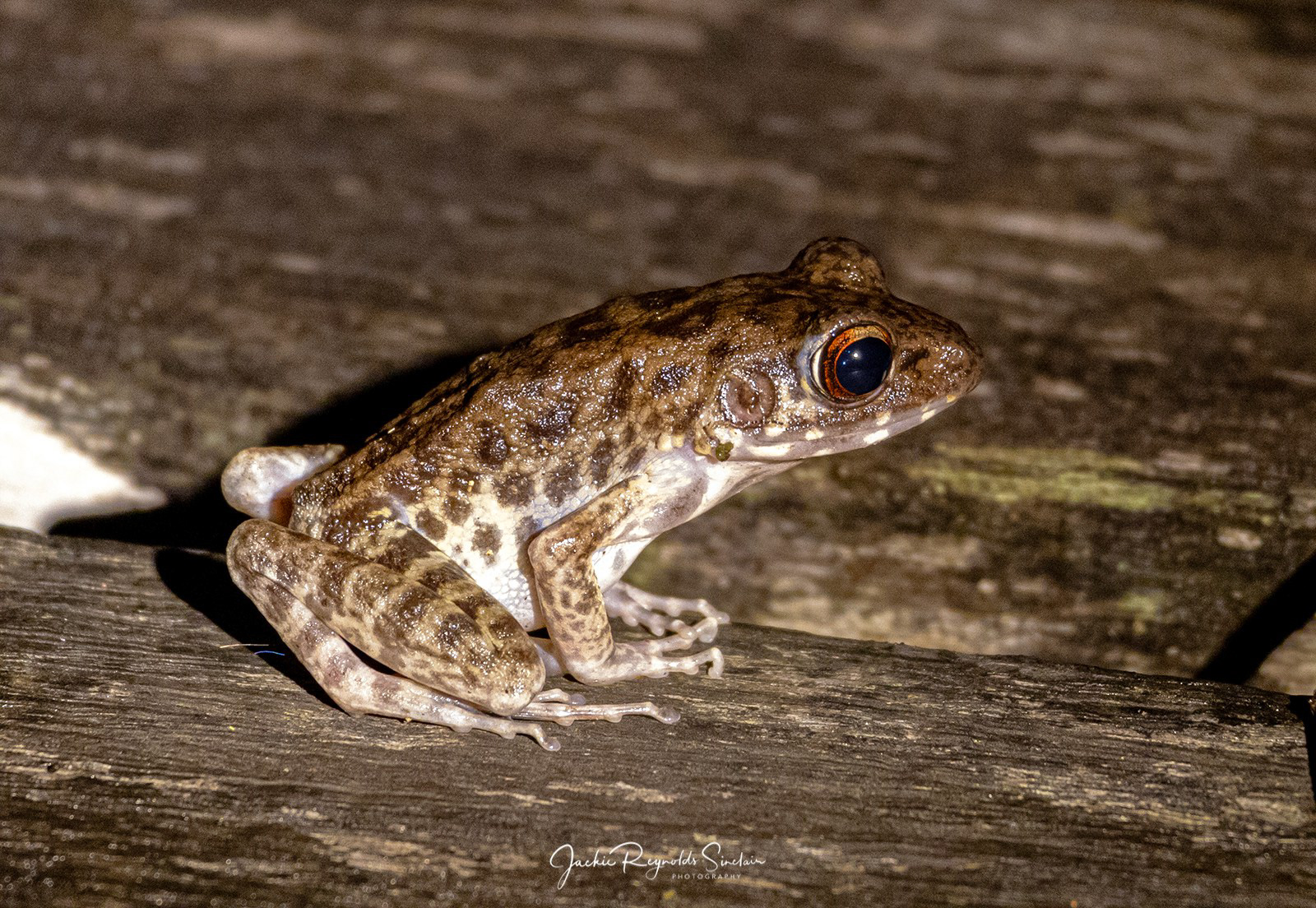 Rough sided frog (Hylarana glandulosa)