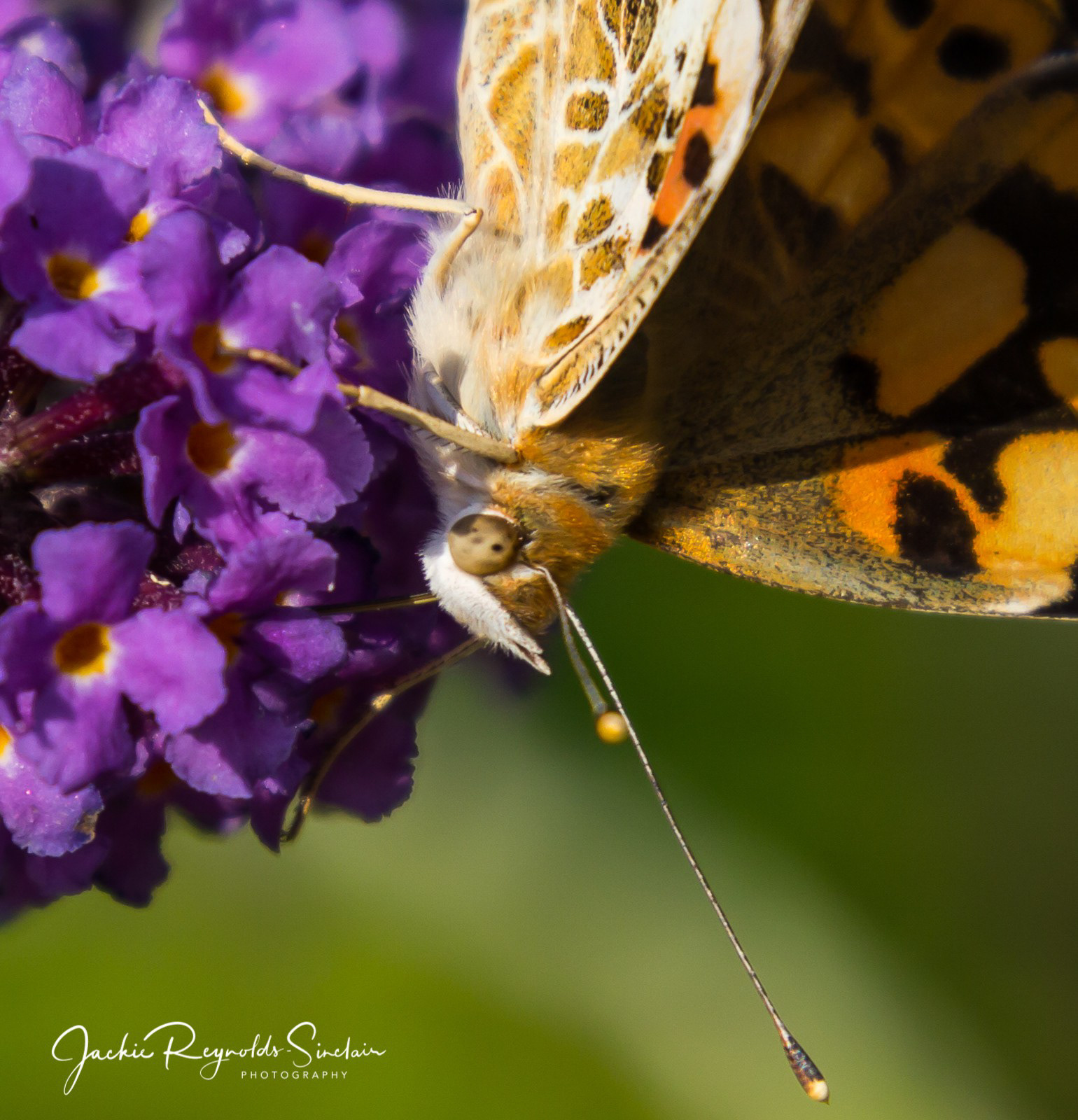Small Tortoiseshell Butterfly, UK