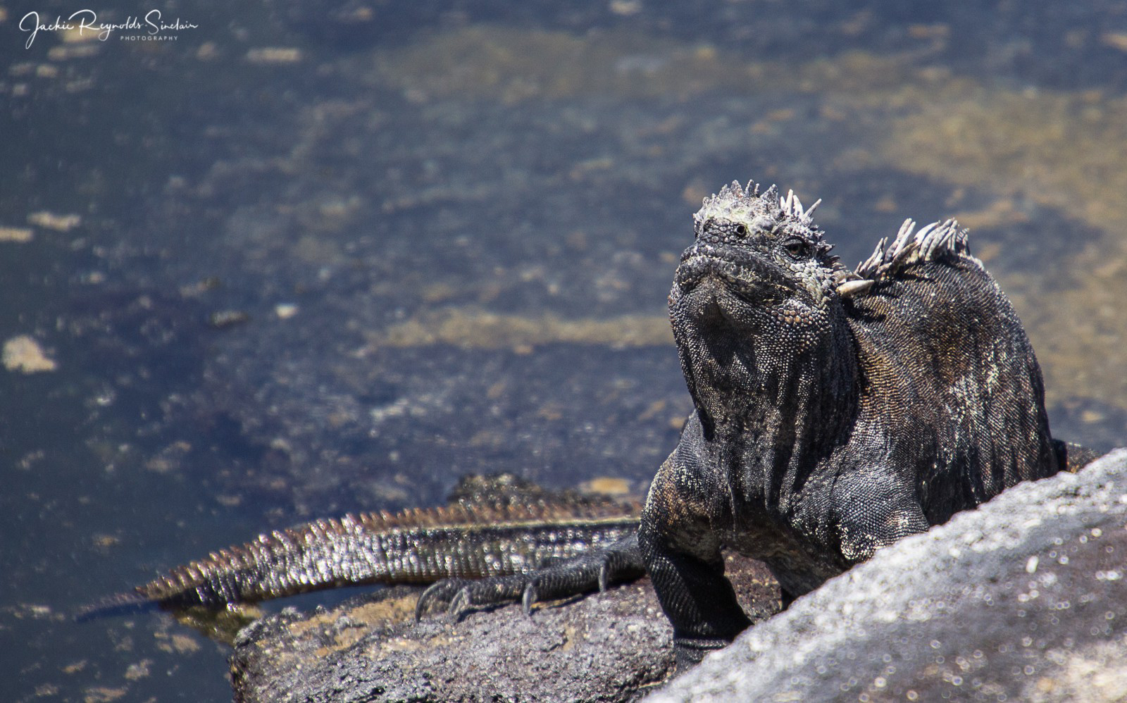 Marine Iguana