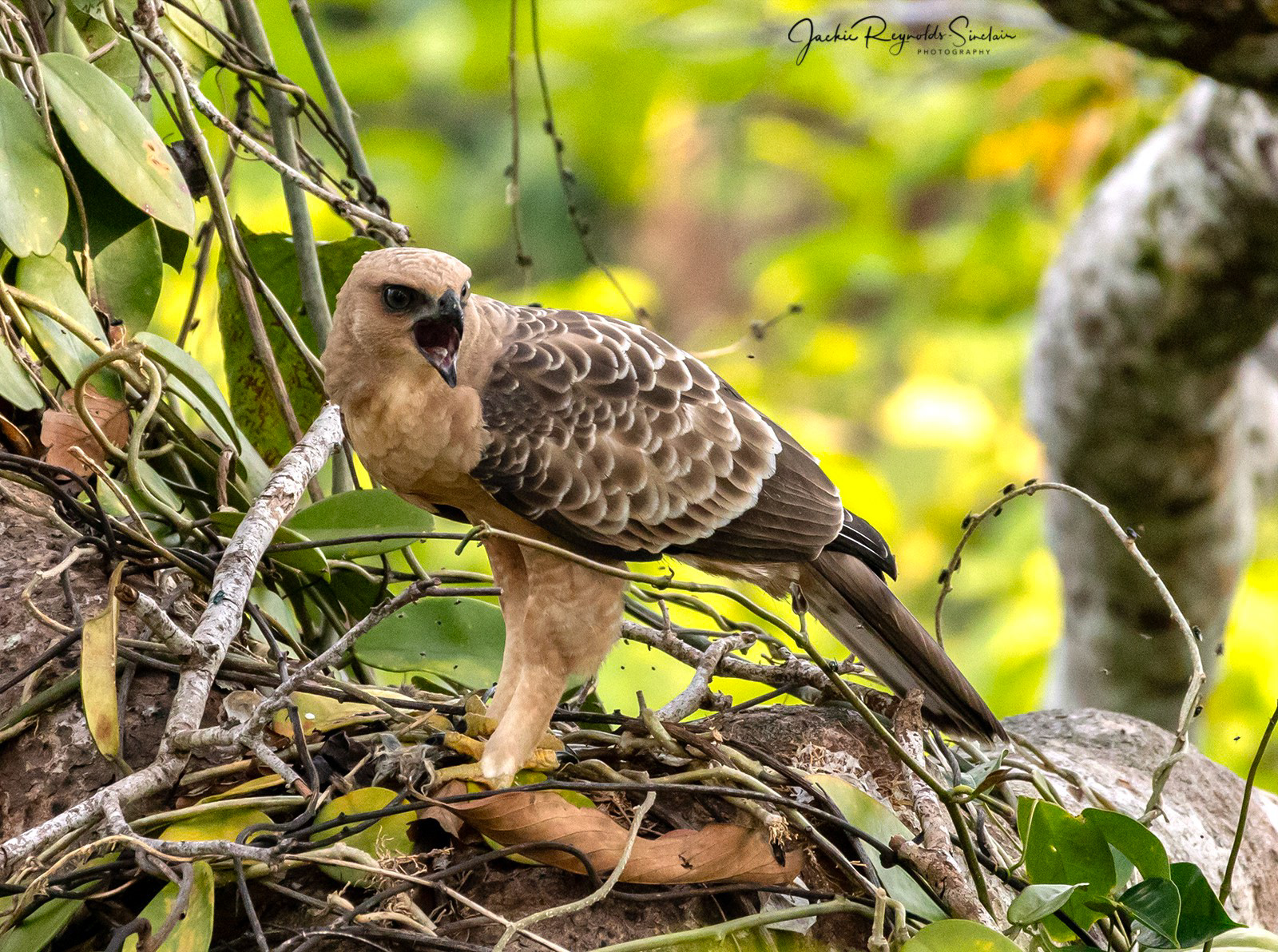 Changeable Hawk Eagle
