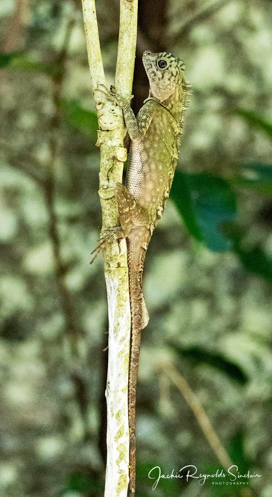 Borneo Anglehead Lizard