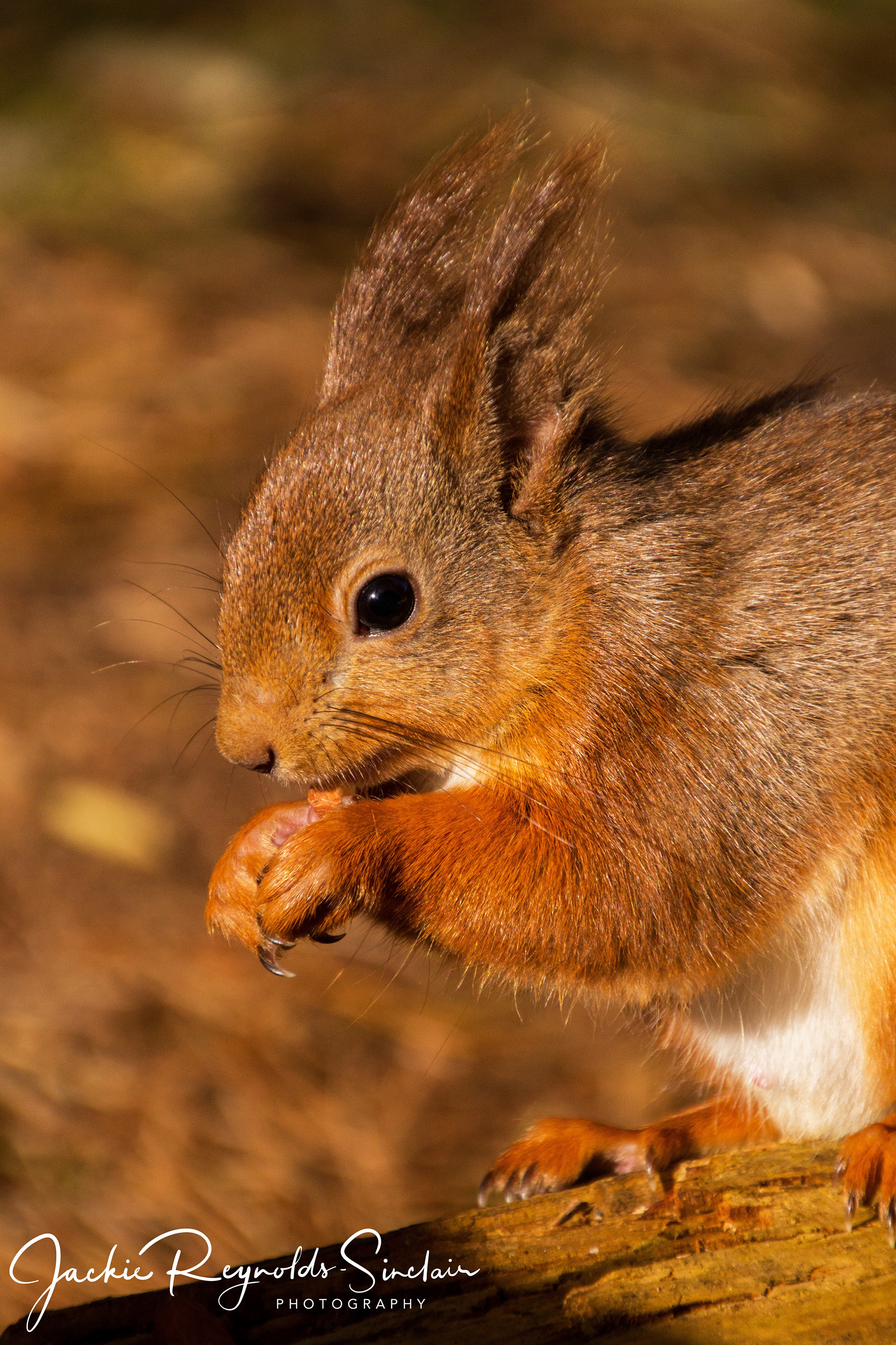 Red Squirrel, UK