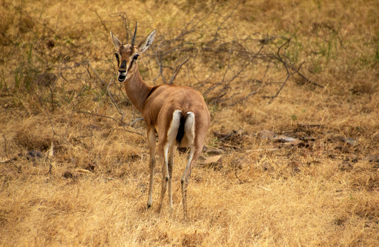 Nilgai, Ranthambore National Park