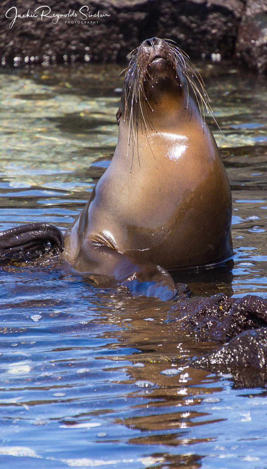 Galapagos Sea Lion