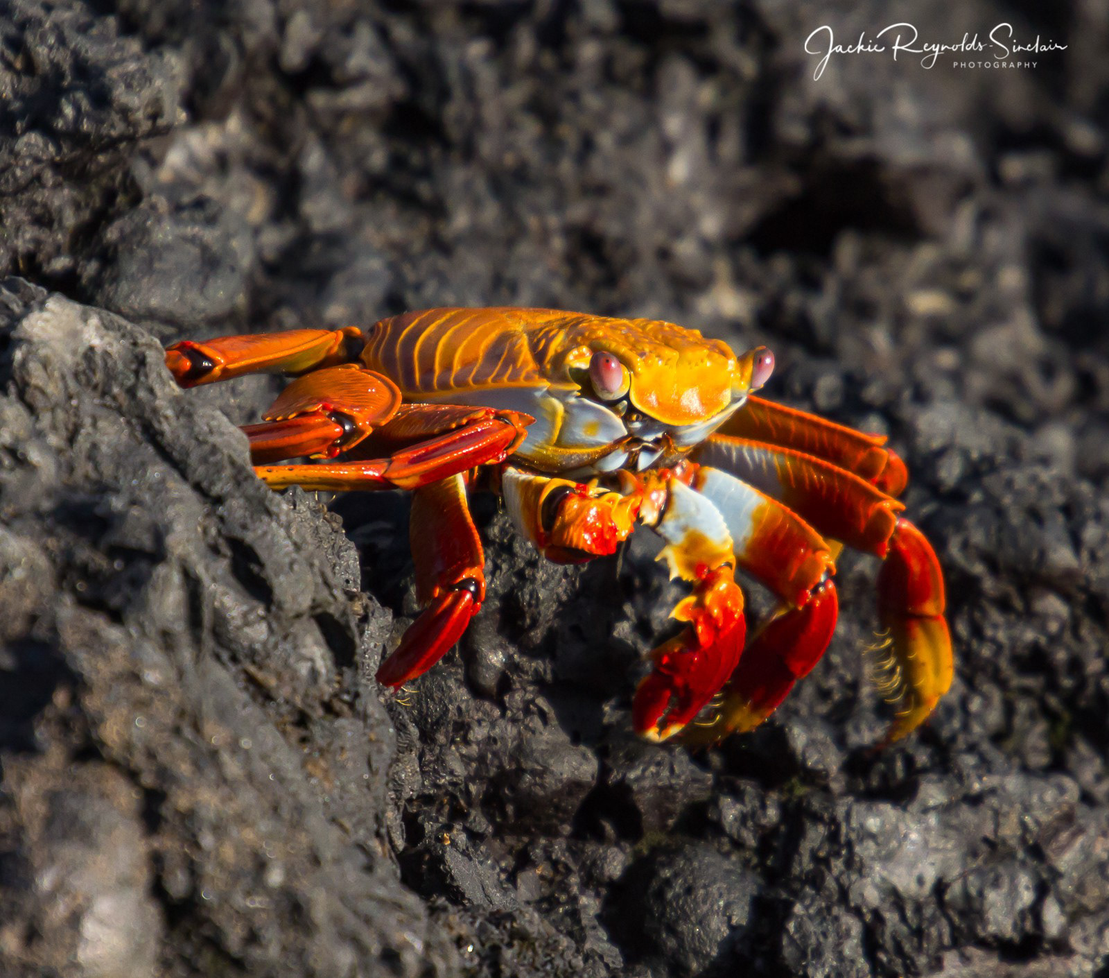 Sally Lightfoot Crab