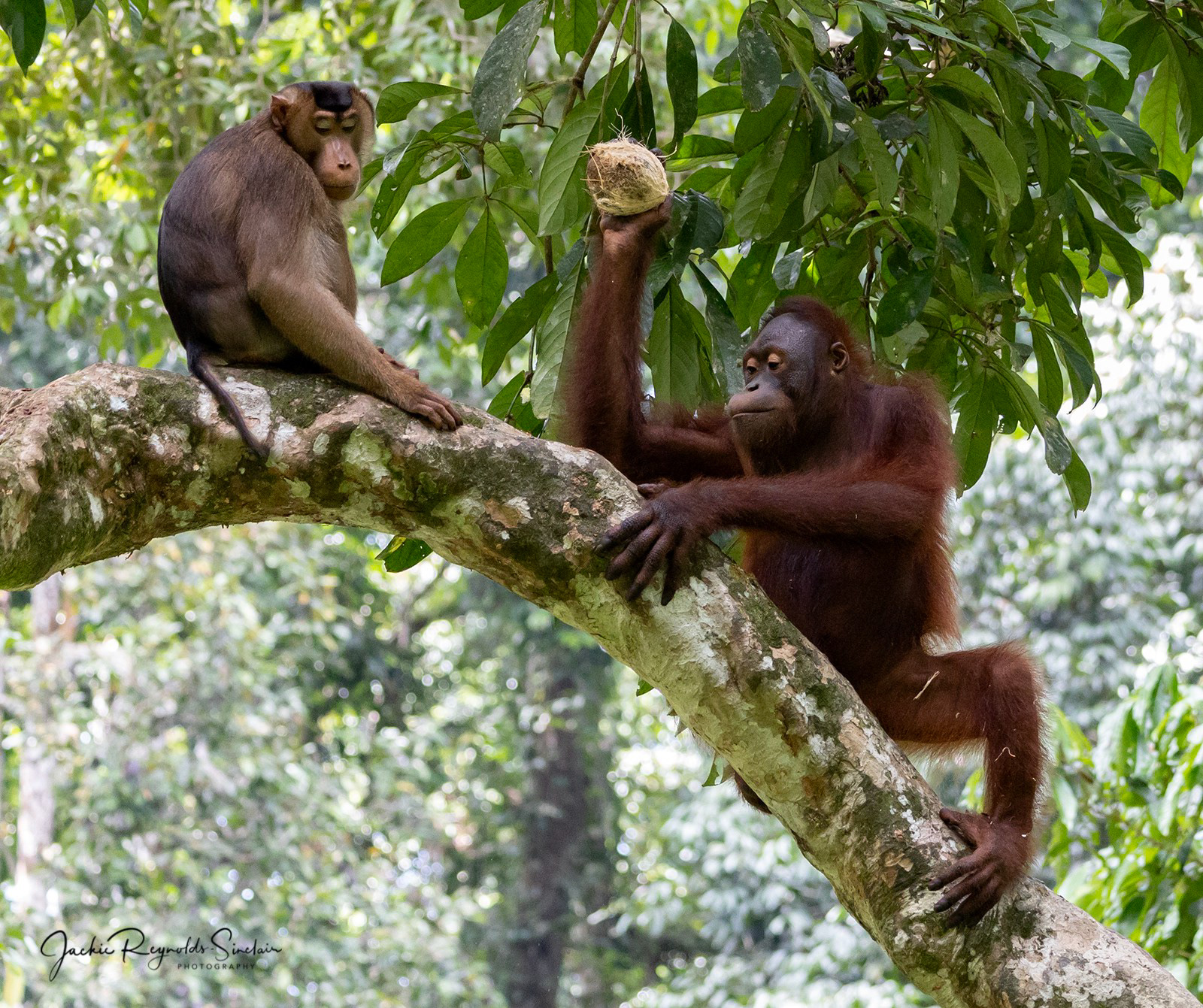 Long-Tailed Macaque & Orangutan
